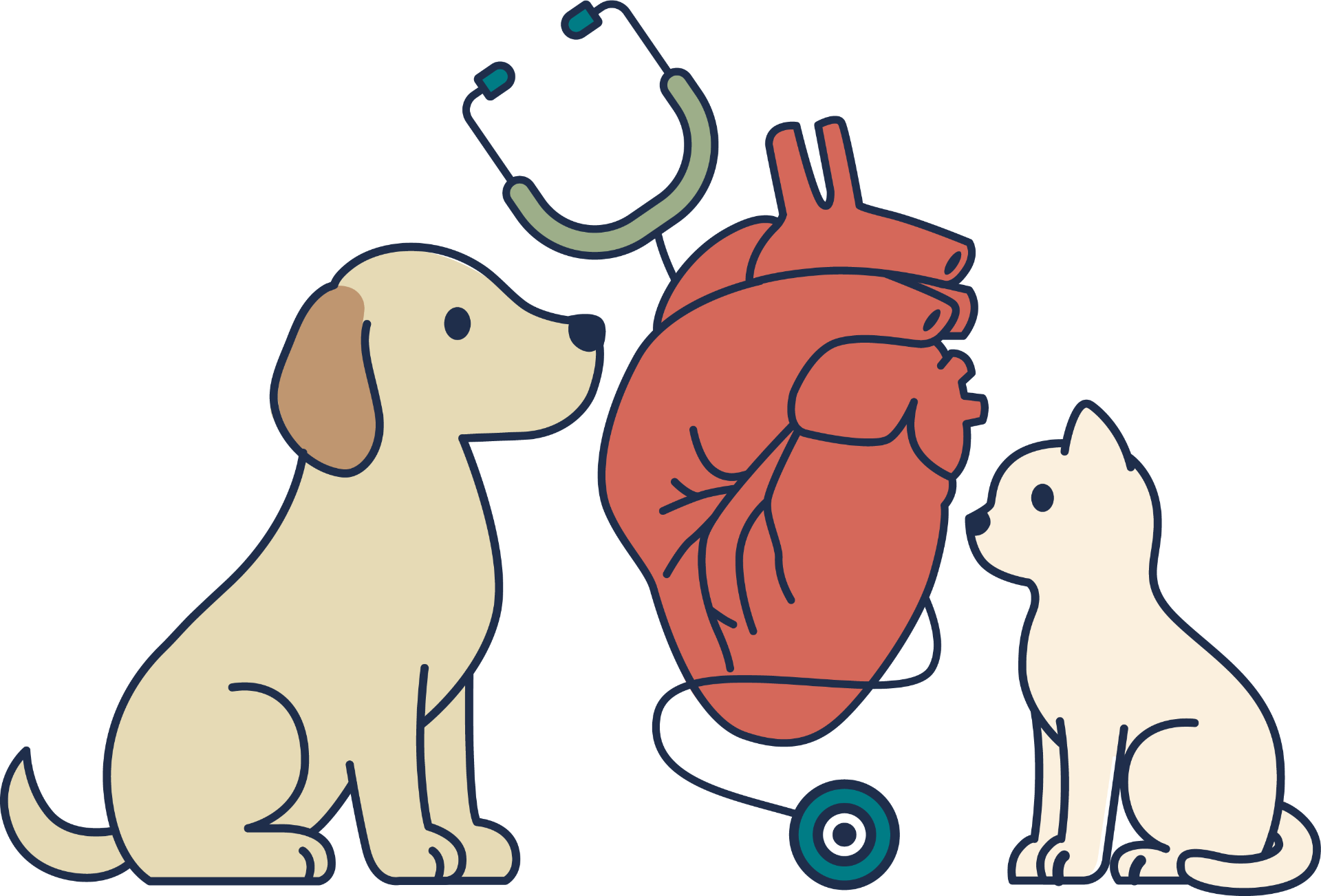 Dog and cat with anatomical heart and stethoscope